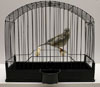 Blue Fife Canary